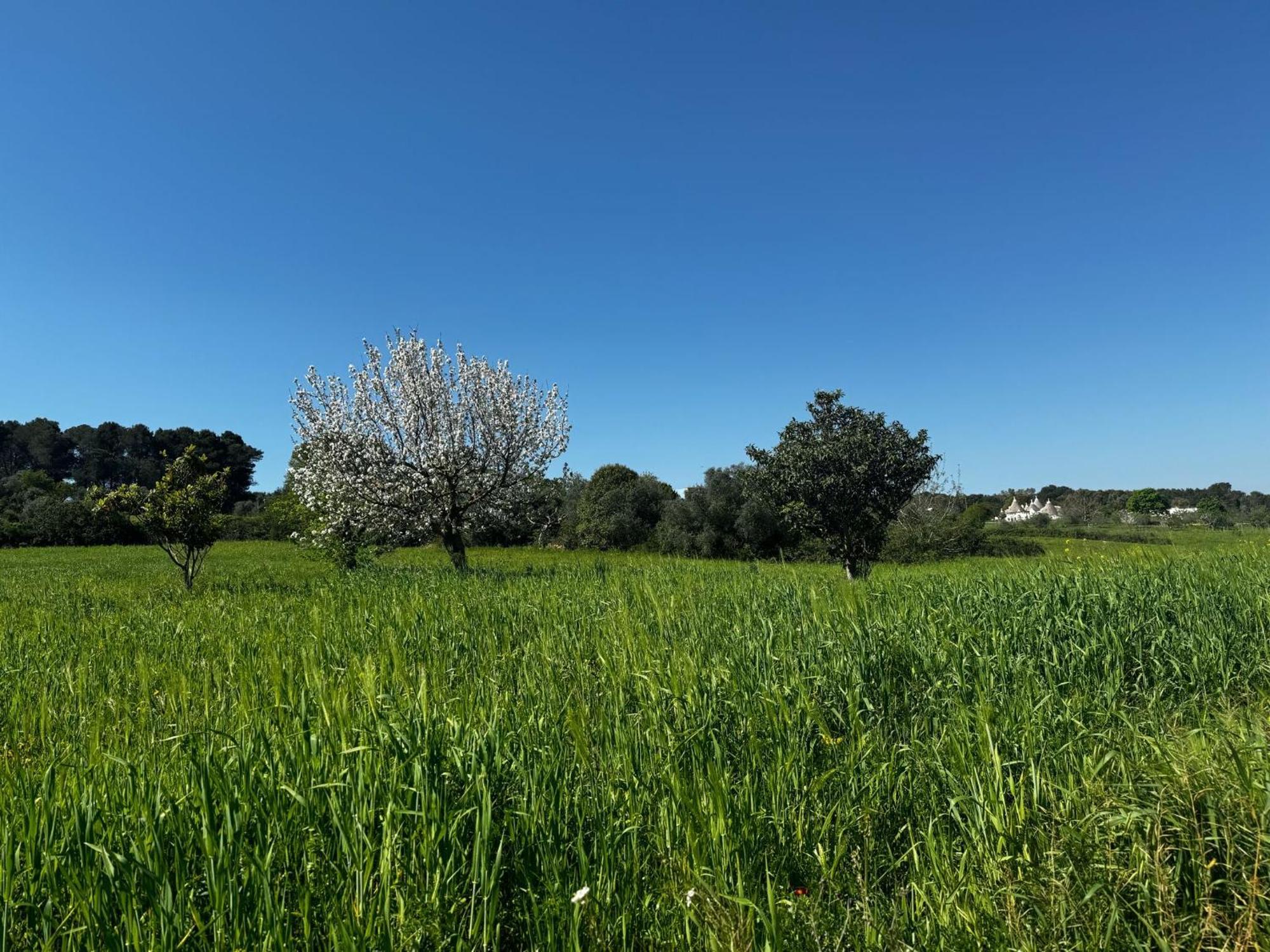 Trulli Del Sole Villa Martina Franca Exteriör bild